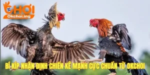 Bí kíp nhận định chiến kê mạnh