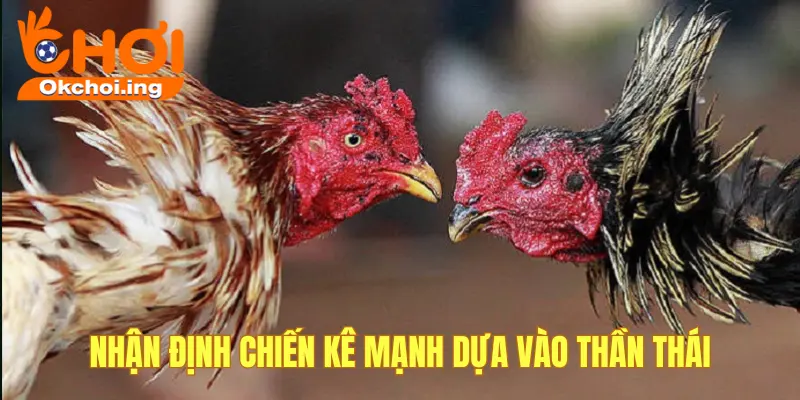 Bí Kíp Nhận Định Kê Mạnh – Chọn Gà Thắng Kèo Chuẩn Tại Đá Gà OkChoi 2 Nhận định qua ánh mắt, thần thái