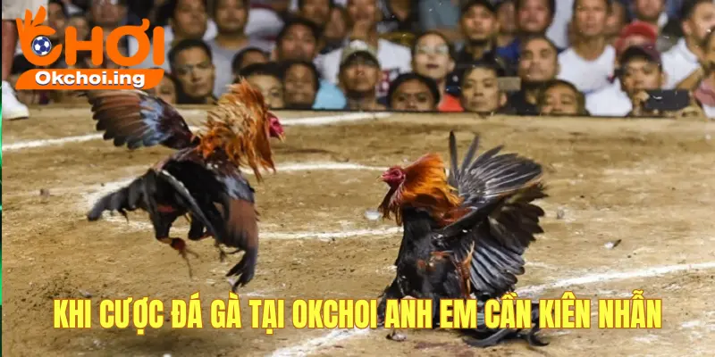 Bí Kíp Nhận Định Kê Mạnh – Chọn Gà Thắng Kèo Chuẩn Tại Đá Gà OkChoi 4 Chơi cược đá gà cần kiên nhẫn