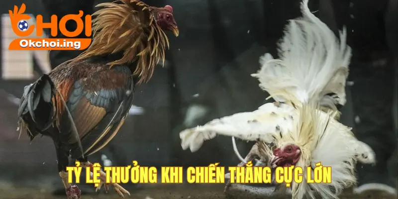 Đá Gà 2 Tỷ lệ thưởng đá gà