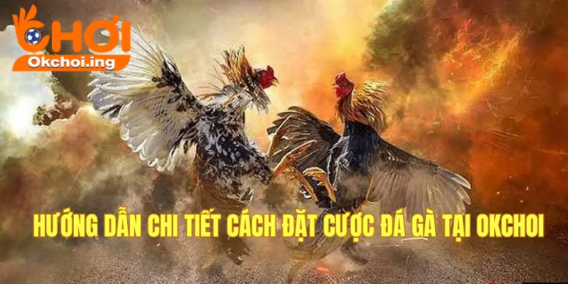Hướng Dẫn Chơi & Đặt Cược Đá Gà Online Tại OkChoi 2 Hướng dẫn đặt cược đá gà chi tiết
