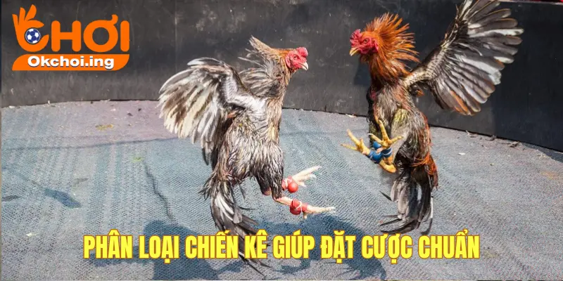 Toàn Tập Về Luật Chơi Đá Gà OkChoi Cho Anh Em Mới & Cao Thủ 2 Phân loại gà để cược chuẩn