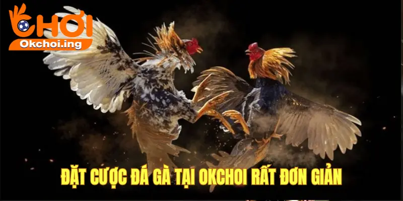 Hướng Dẫn Chơi & Đặt Cược Đá Gà Online Tại OkChoi 1 Hướng dẫn chơi đá gà OKCHOI