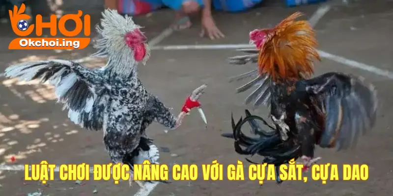 Toàn Tập Về Luật Chơi Đá Gà OkChoi Cho Anh Em Mới & Cao Thủ 3 Luật nâng cao đá gà