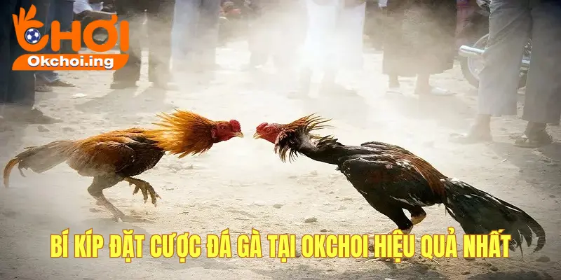 Hướng Dẫn Chơi & Đặt Cược Đá Gà Online Tại OkChoi 3 luat choi da ga meo chon ga