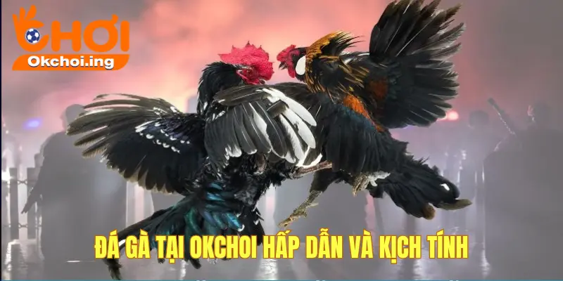 Hướng Dẫn Chơi & Đặt Cược Đá Gà Online Tại OkChoi 4 Ưu điểm khi chơi đá gà OKCHOI